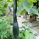 Black Oxleg Black Honey Pumpkin, 10 Seeds