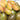 1053 Giovanni Tomato, 5 Seeds