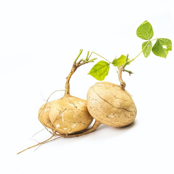 Yam Bean Seeds, 100 Seeds