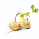 Yam Bean Seeds, 100 Seeds