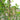 Korean Big White Pearl Mulberry, 2Pcs Saplings