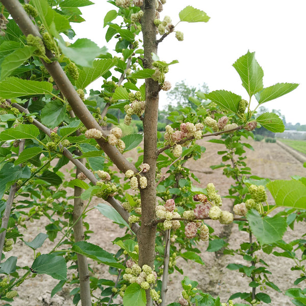 Korean Big White Pearl Mulberry, 2Pcs Saplings