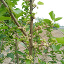 Korean Big White Pearl Mulberry, 2Pcs Saplings