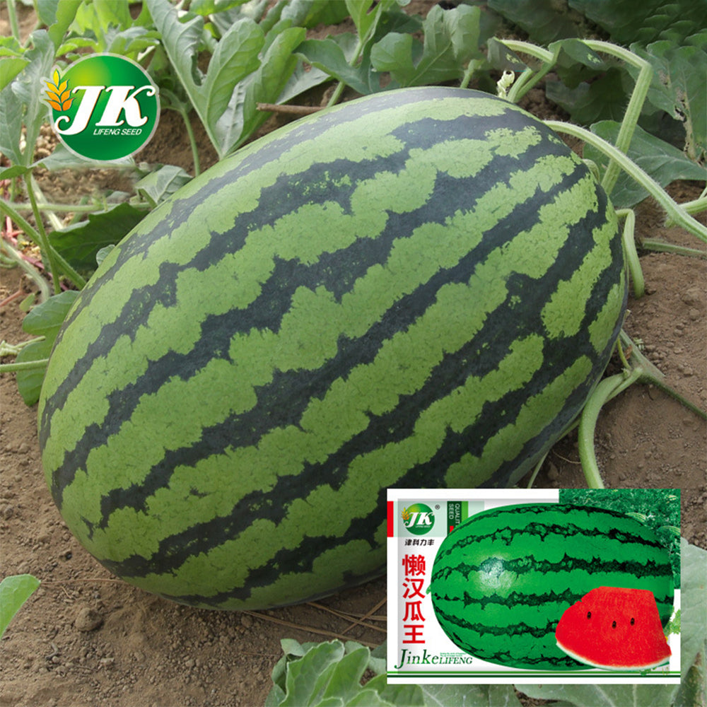 'Idler King' Watermelon Seeds