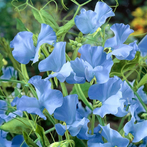 Tall Sweet Pea, Blue