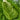 Huachun Oxheart Cabbage Seeds, 10g