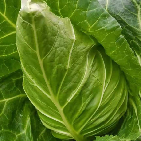 Huachun Oxheart Cabbage Seeds, 10g