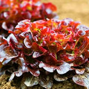 Red Maple Oak Leaf Purple Lettuce Seeds, 5g