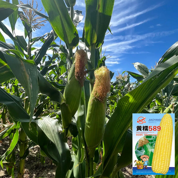 Huangnuo 589 Waxy Corn Seeds, 100g