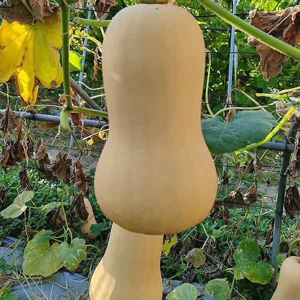 Creamy Pumpkin, 10 Seeds