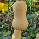 Creamy Pumpkin, 10 Seeds