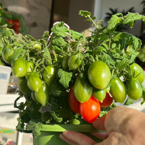 829 Micro Laura Tomato, 5 Seeds