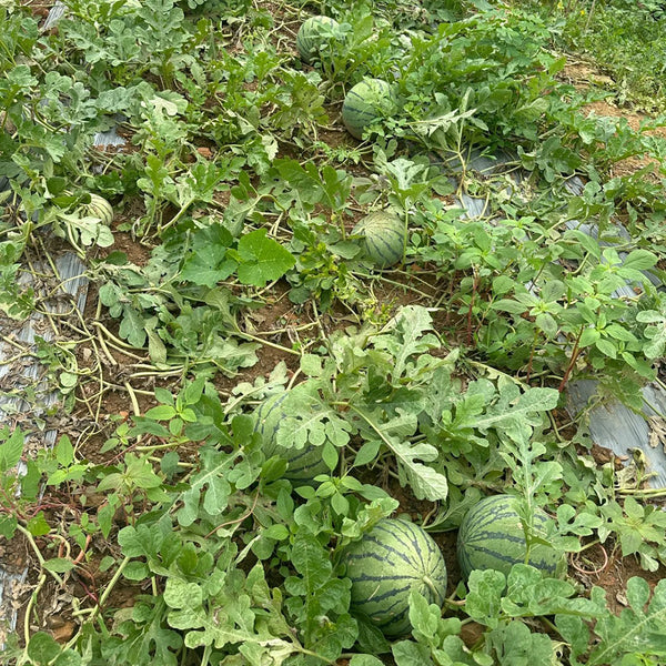 'Huang Xiaoyu' Watermelon Seeds, 10g