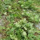 'Huang Xiaoyu' Watermelon Seeds, 10g