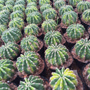 'World Map' Variegated Cactus, 3-4cm