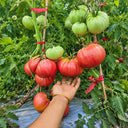 137 AH Scorpii Tomato, 5 Seeds