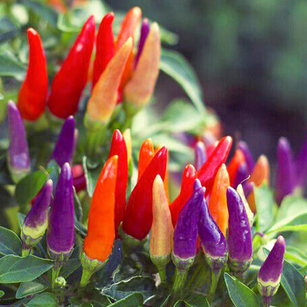 Colorful Chaotian Pepper Seeds, 100 Seeds