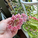 Hoya pubicalyx 'Pink Dragon', 5 Cuttings