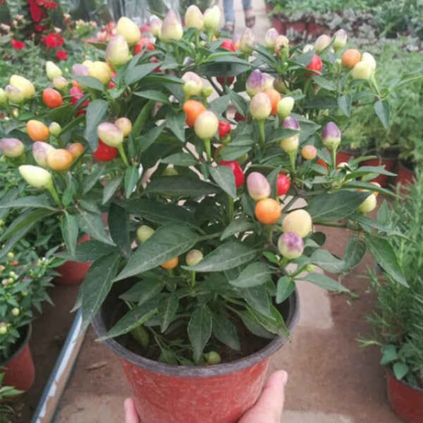 Pearl Multicolored Pepper Seeds, 100 Seeds