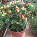 Pearl Multicolored Pepper Seeds, 100 Seeds
