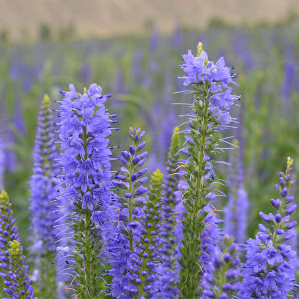 Hezhichun Spiked Speedwell Seeds, 1g