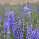 Hezhichun Spiked Speedwell Seeds, 1g