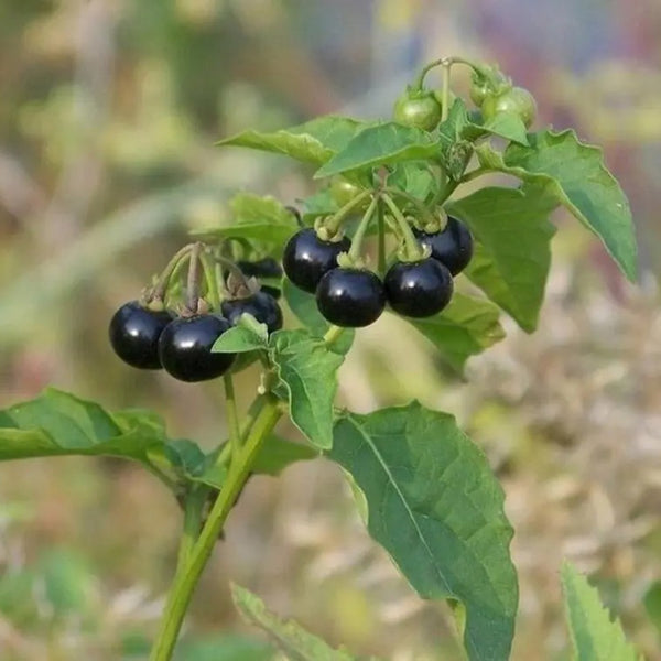 Black Nightshade, 500 Seeds