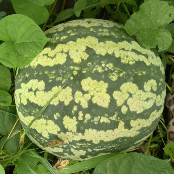 Ya Zong Winter Melon, 5 Seeds