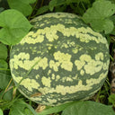 Ya Zong Winter Melon, 5 Seeds