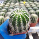Parodia magnifica, 3-4cm