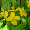 Greater Celandine, 500 Seeds