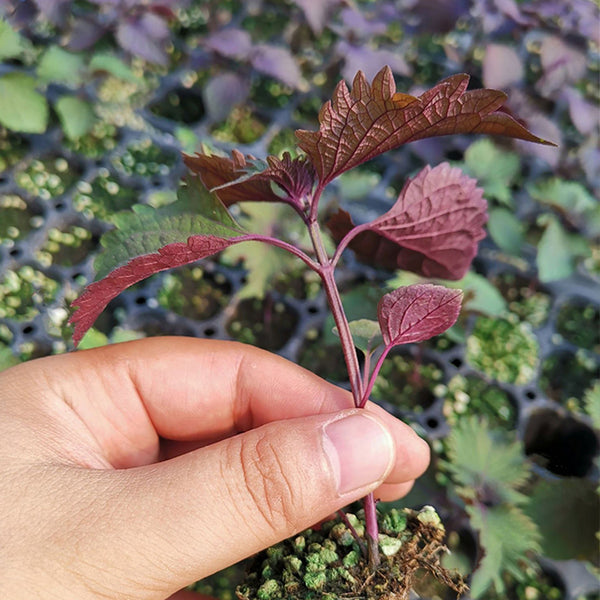 Bicolor Perilla Seeds, 2g