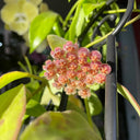 Hoya rosarioae, 5 Cuttings