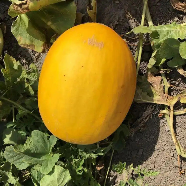 Hongyu Muskmelon Seeds, 100 Seeds
