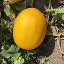 Hongyu Muskmelon Seeds, 100 Seeds