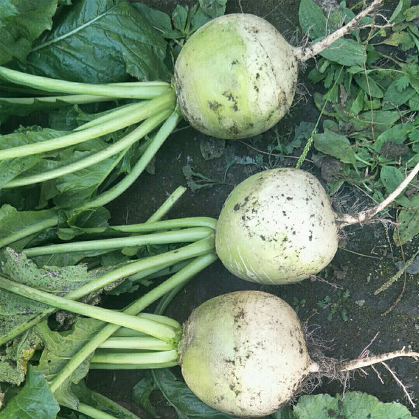 Beijing Mantanghong Radish Seeds, 10g