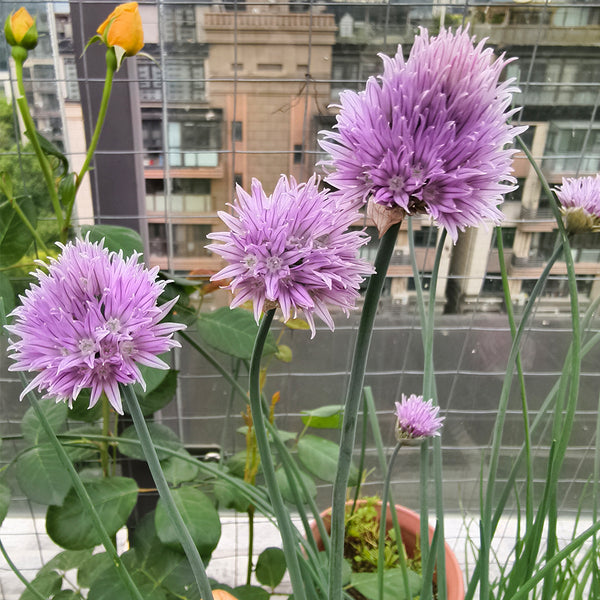 Chives (Allium schoenoprasum) Seeds, 200 Seeds