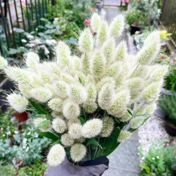 Hezhichun Bunny Tail Grass, 30 Seeds