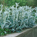 Lamb's Ear, 20 Seeds
