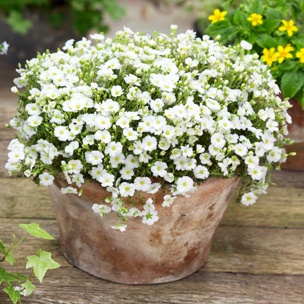 Mountain Sandwort, 10 Seeds