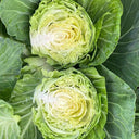 'Xingyou' Fruit Cabbage, 500 Seeds