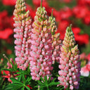 Pink Lupin, 100 Seeds