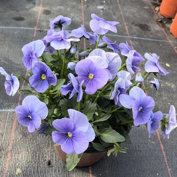 Super Bingo Series Blue Pansy Seeds, 100 Seeds