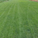 Creeping Bentgrass Seeds, 30 Grams ≈ 6500 Seeds