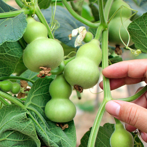 Hezhichun Mini Hand-twisted Gourd, 10 Seeds