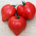 1012 Belgian Heart Tomato, 5 Seeds