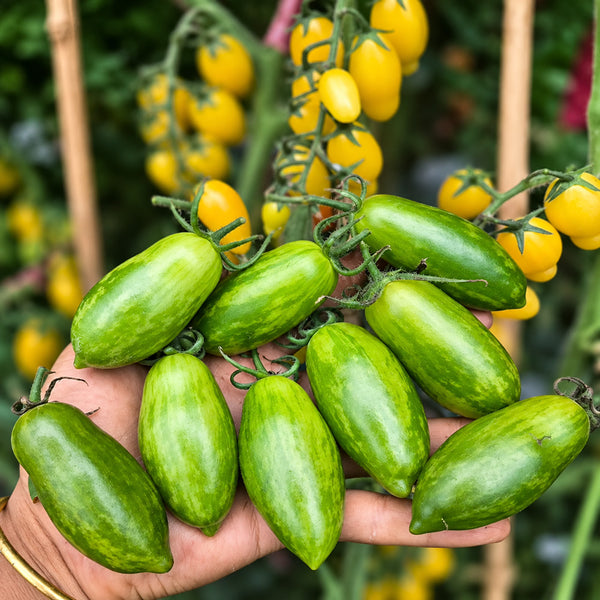 551 Emerald Green Tomato, 5 Seeds