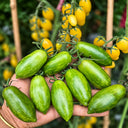 551 Emerald Green Tomato, 5 Seeds