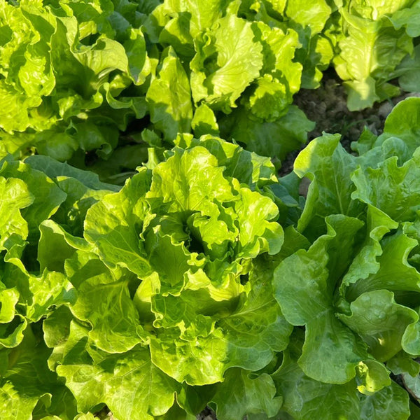 Italian Slow-Bolt Lettuce Seeds, 10g