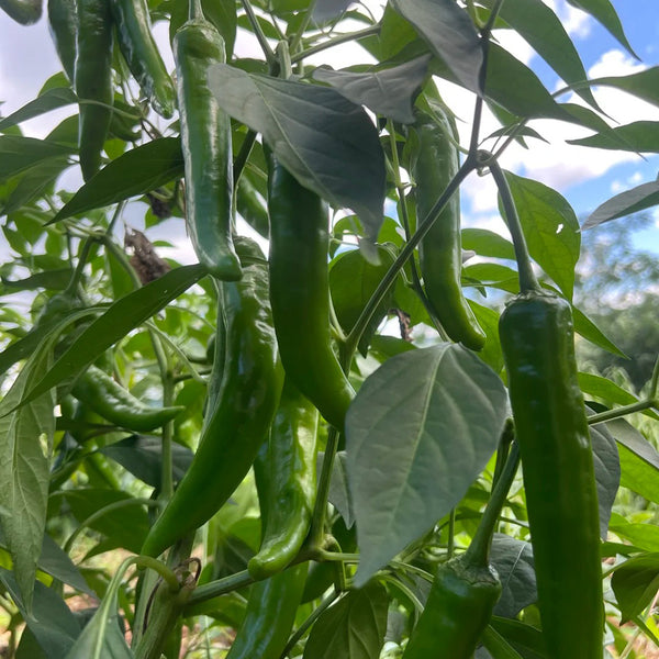 Xiangla Hangjiao Pepper Seeds, 0.5g